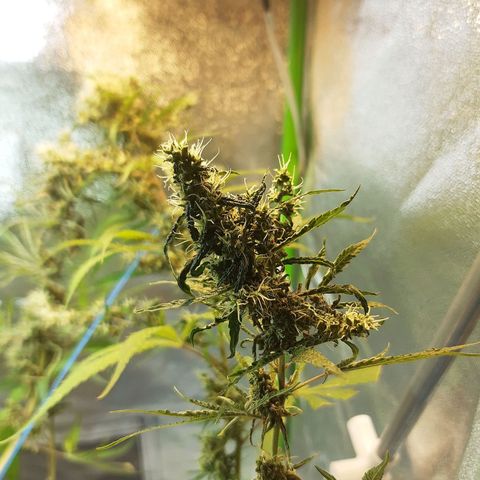 Silver haze#1 growlog timeline photo