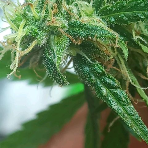 Silver haze#1 growlog timeline photo
