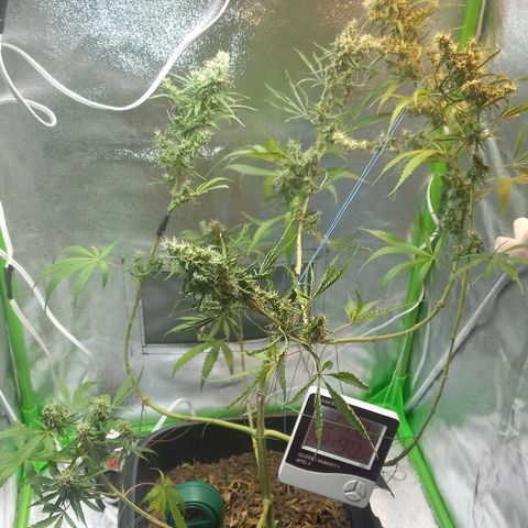 Silver haze#1 growlog timeline photo