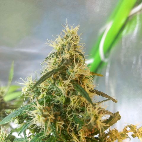 Silver haze#1 growlog timeline photo
