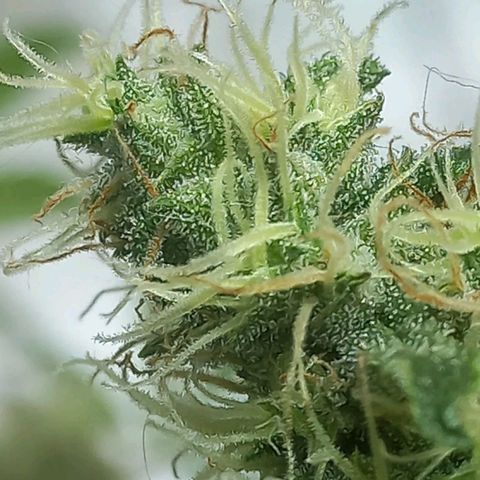 Silver haze#1 growlog timeline photo