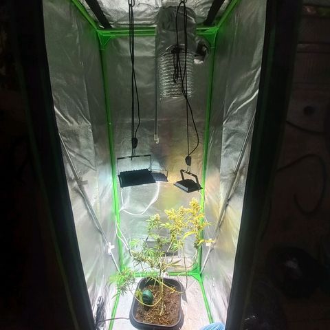 Silver haze#1 growlog timeline photo