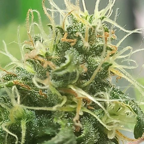 Silver haze#1 growlog timeline photo