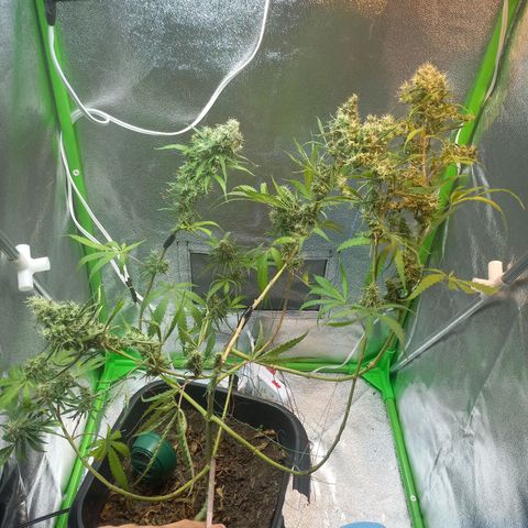 Silver haze#1 growlog timeline photo