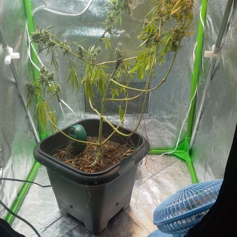 Silver haze#1 growlog timeline photo