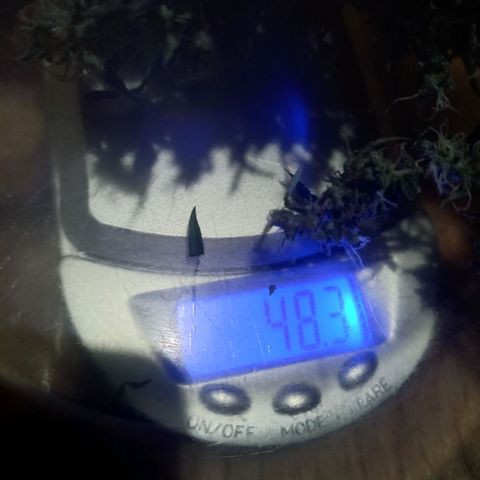 Silver haze#1 growlog photo: 48g molhada 