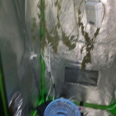 Silver haze#1 growlog timeline photo