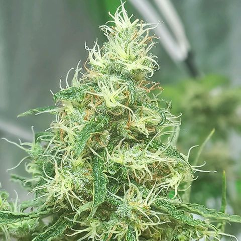 Silver haze#1 growlog timeline photo