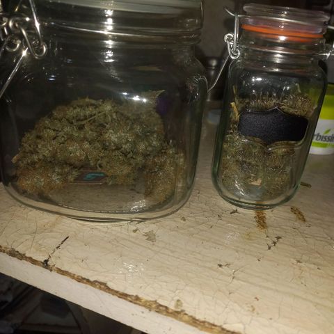 Silver haze#1 growlog timeline photo