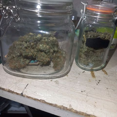 Silver haze#1 growlog timeline photo