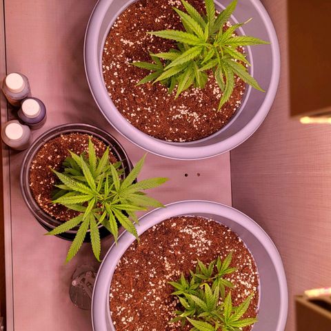 Big Bud  growlog timeline photo