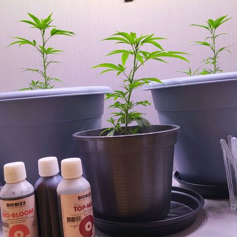 Big Bud  growlog timeline photo