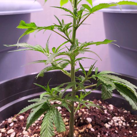 Big Bud  growlog timeline photo