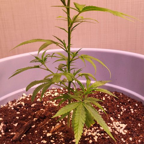 Big Bud  growlog timeline photo