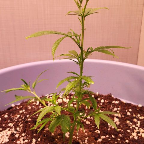 Big Bud  growlog timeline photo