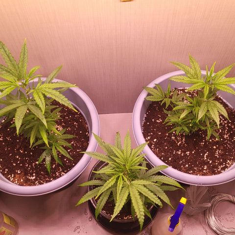 Big Bud  growlog timeline photo