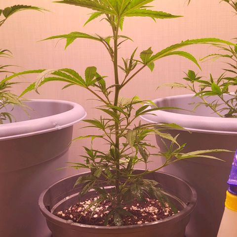 Big Bud  growlog timeline photo