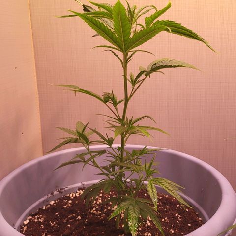 Big Bud  growlog timeline photo