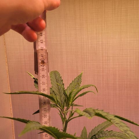 Big Bud  growlog timeline photo