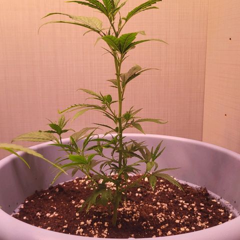 Big Bud  growlog timeline photo