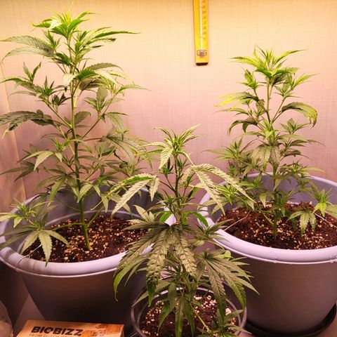 Big Bud  growlog timeline photo