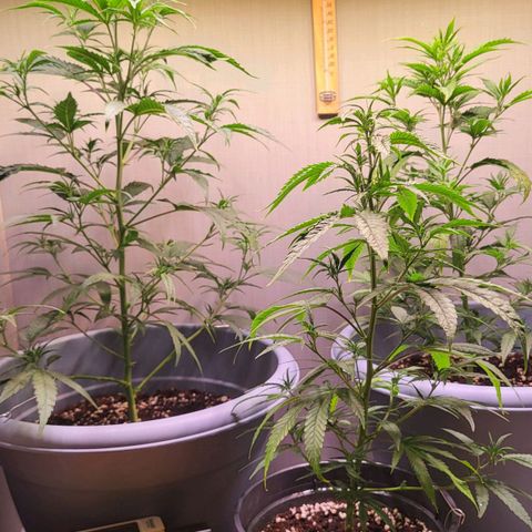 Big Bud  growlog timeline photo