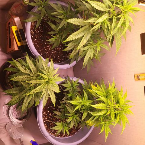 Big Bud  growlog timeline photo