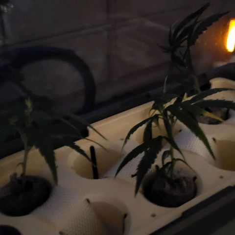 Big Bud  growlog photo: Stecklinge 