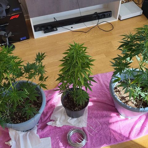 Big Bud  growlog timeline photo