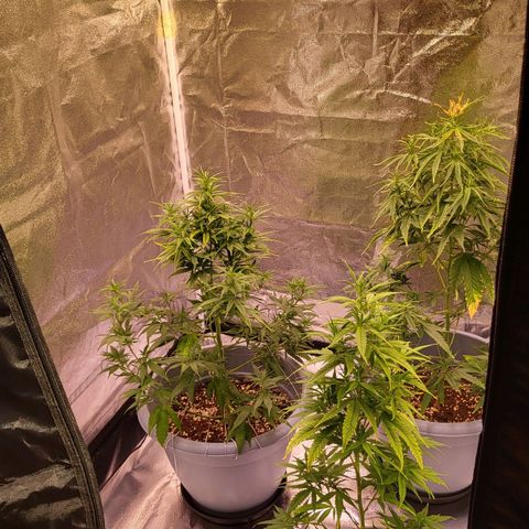 Big Bud  growlog timeline photo