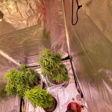 Big Bud  growlog timeline photo