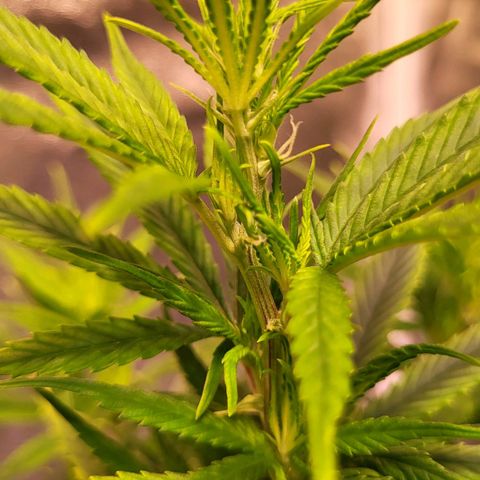 Big Bud  growlog timeline photo