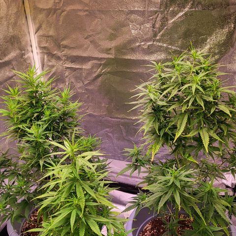 Big Bud  growlog timeline photo