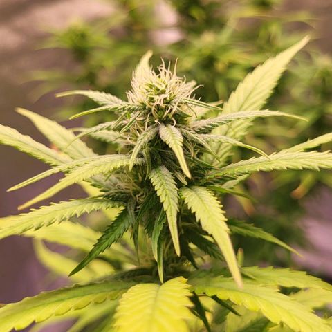 Big Bud  growlog timeline photo