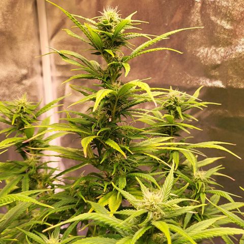 Big Bud  growlog timeline photo