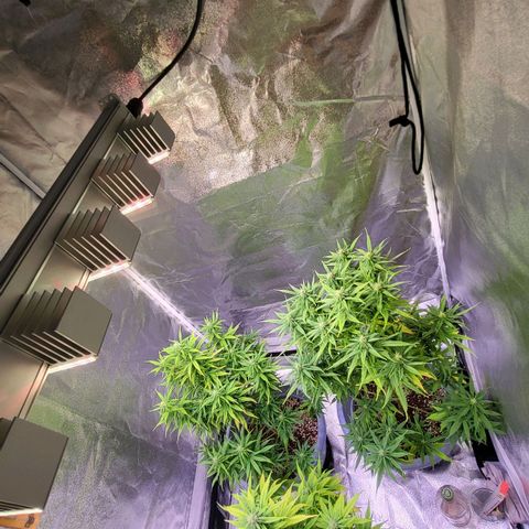Big Bud  growlog timeline photo