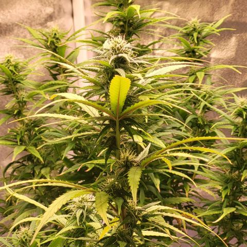 Big Bud  growlog timeline photo