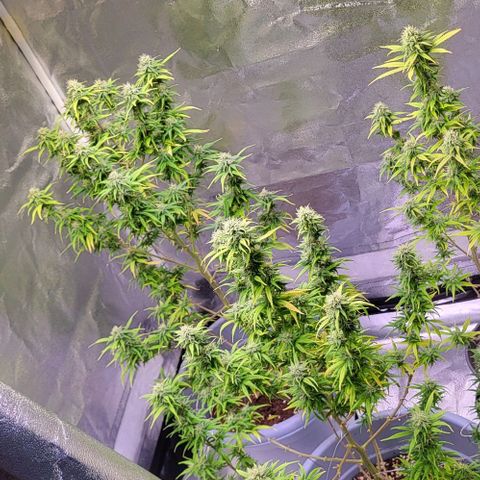Big Bud  growlog timeline photo