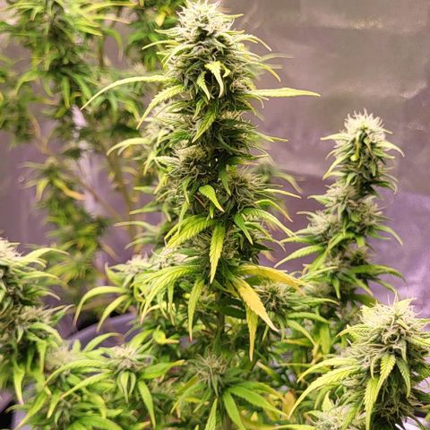 Big Bud  growlog timeline photo