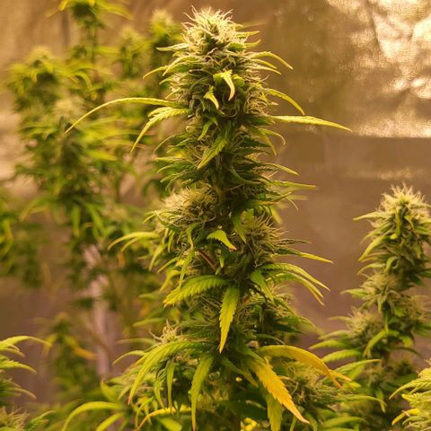 Big Bud  growlog timeline photo