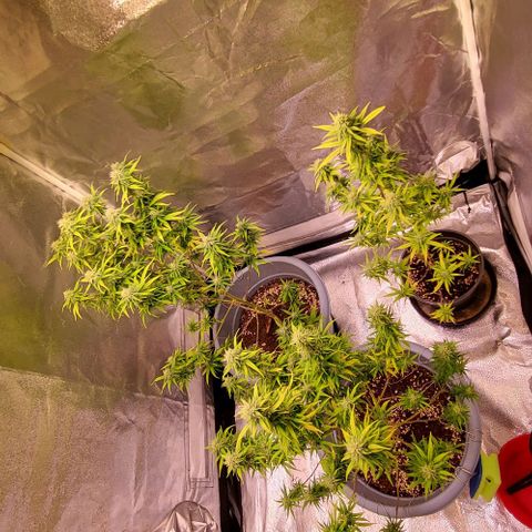 Big Bud  growlog timeline photo