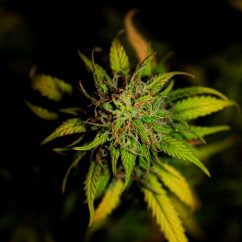 Big Bud  growlog timeline photo