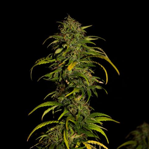 Big Bud  growlog timeline photo