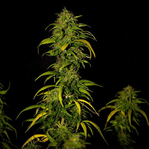 Big Bud  growlog timeline photo