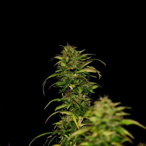 Big Bud  growlog timeline photo