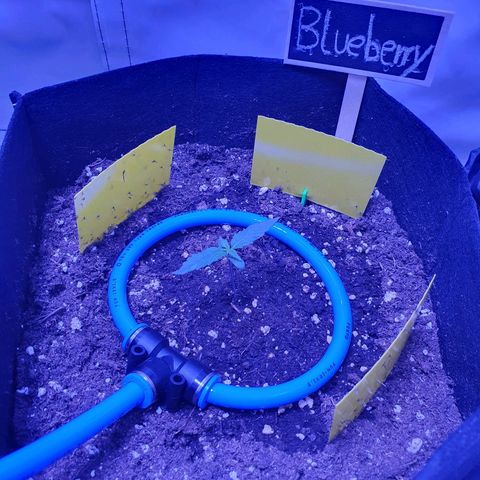 Blueberry Auto growlog timeline photo