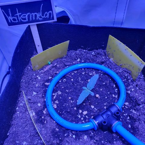 Watermelon Candy growlog timeline photo