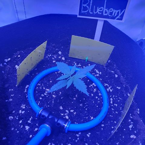 Blueberry Auto growlog timeline photo