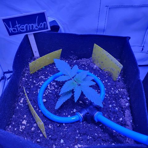 Watermelon Candy growlog timeline photo