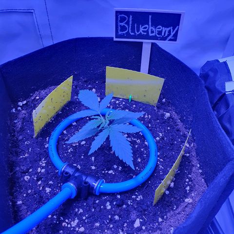 Blueberry Auto growlog timeline photo